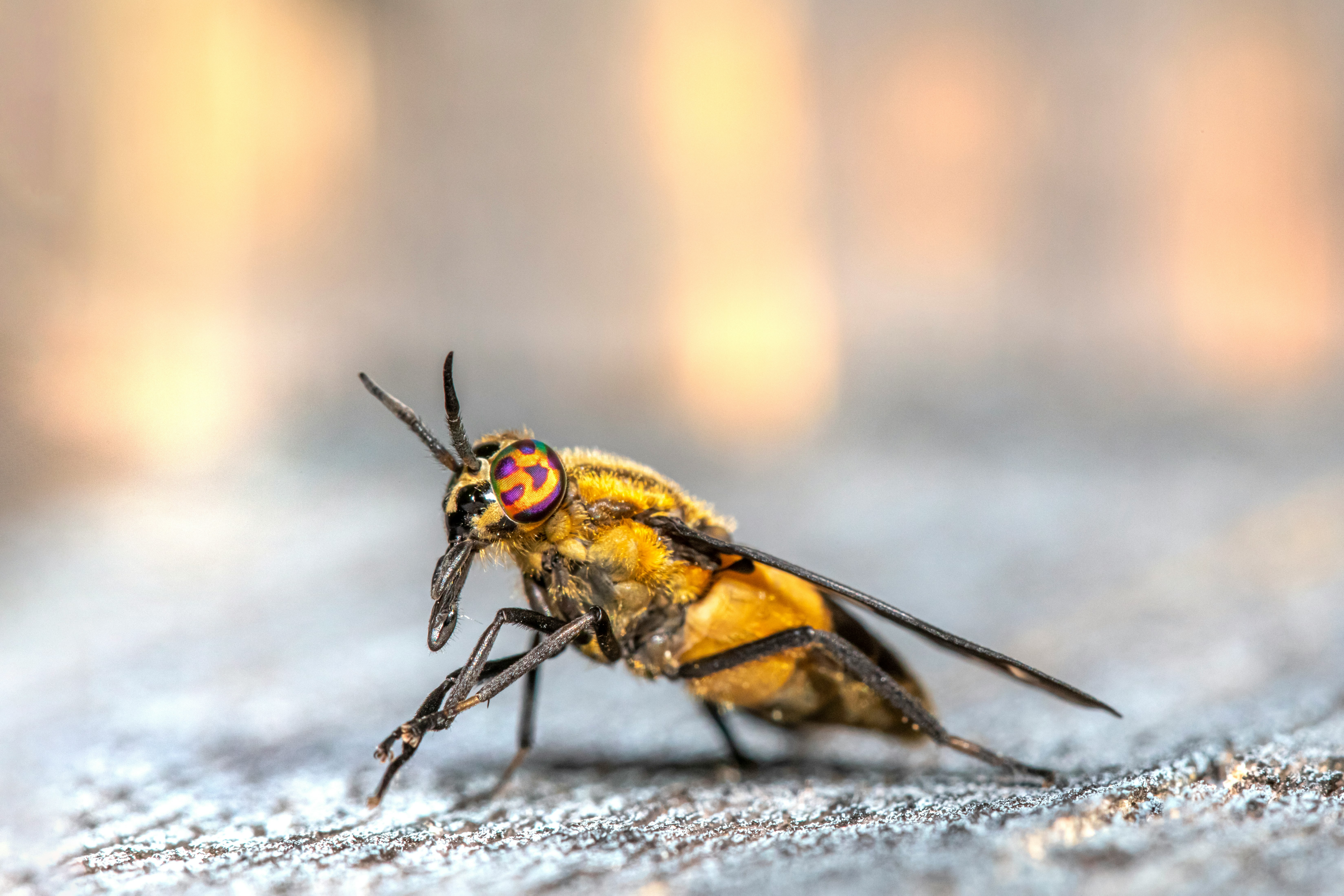 black and yellow fly on white snow during daytime